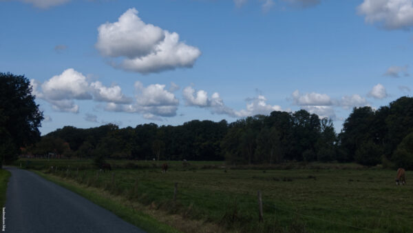 Meadow, horses, white clouds in the sky