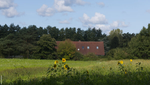 sunflowers in the foreground, a red roof in front of trees in the background