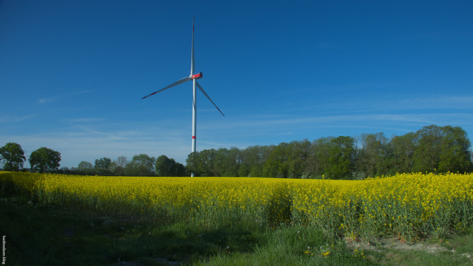 Windturbine in a field of rapeseed
