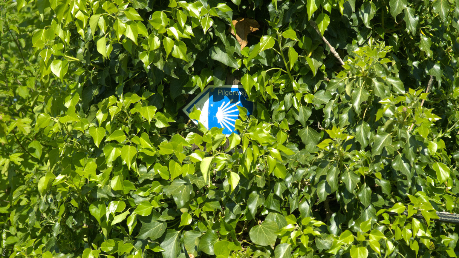 Waymarker hidden in a wall of ivy