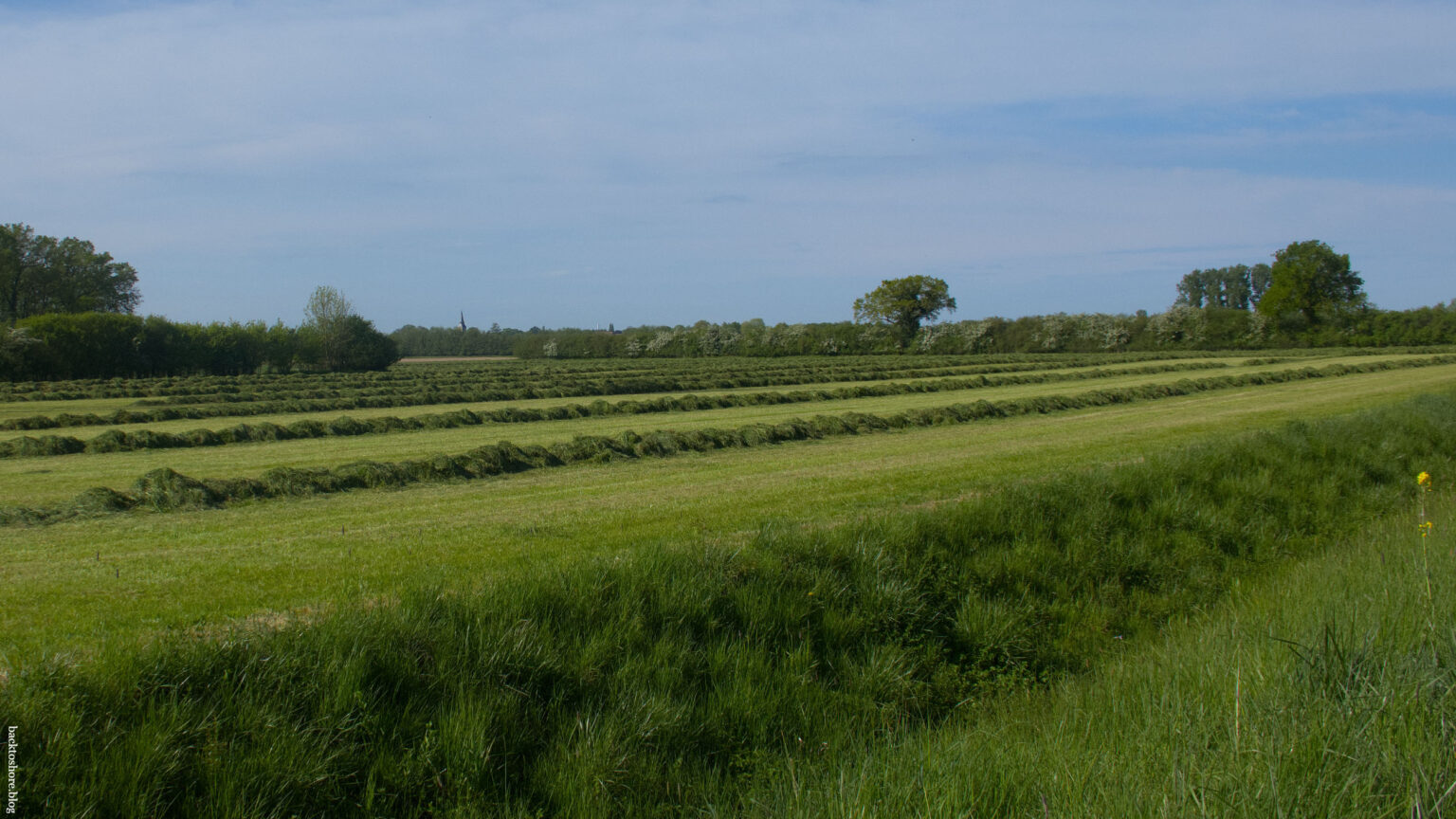 mowed fields