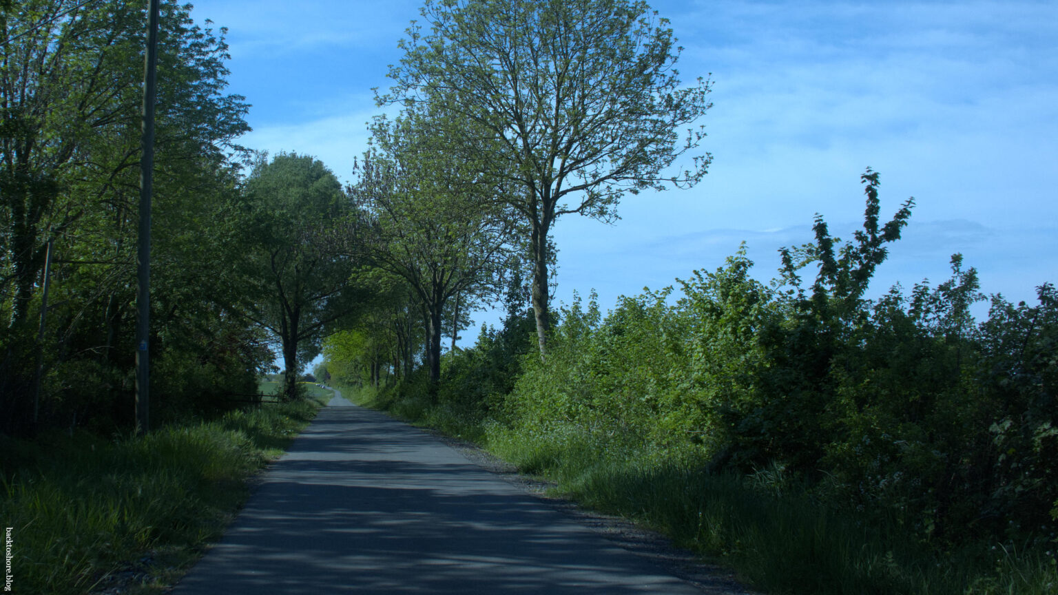 straight small road between trees