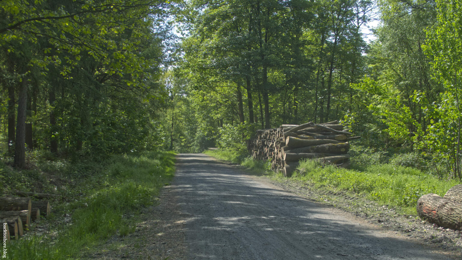 Path between trees, chopped trees on the side