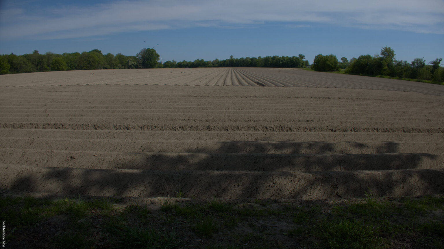 field in rows