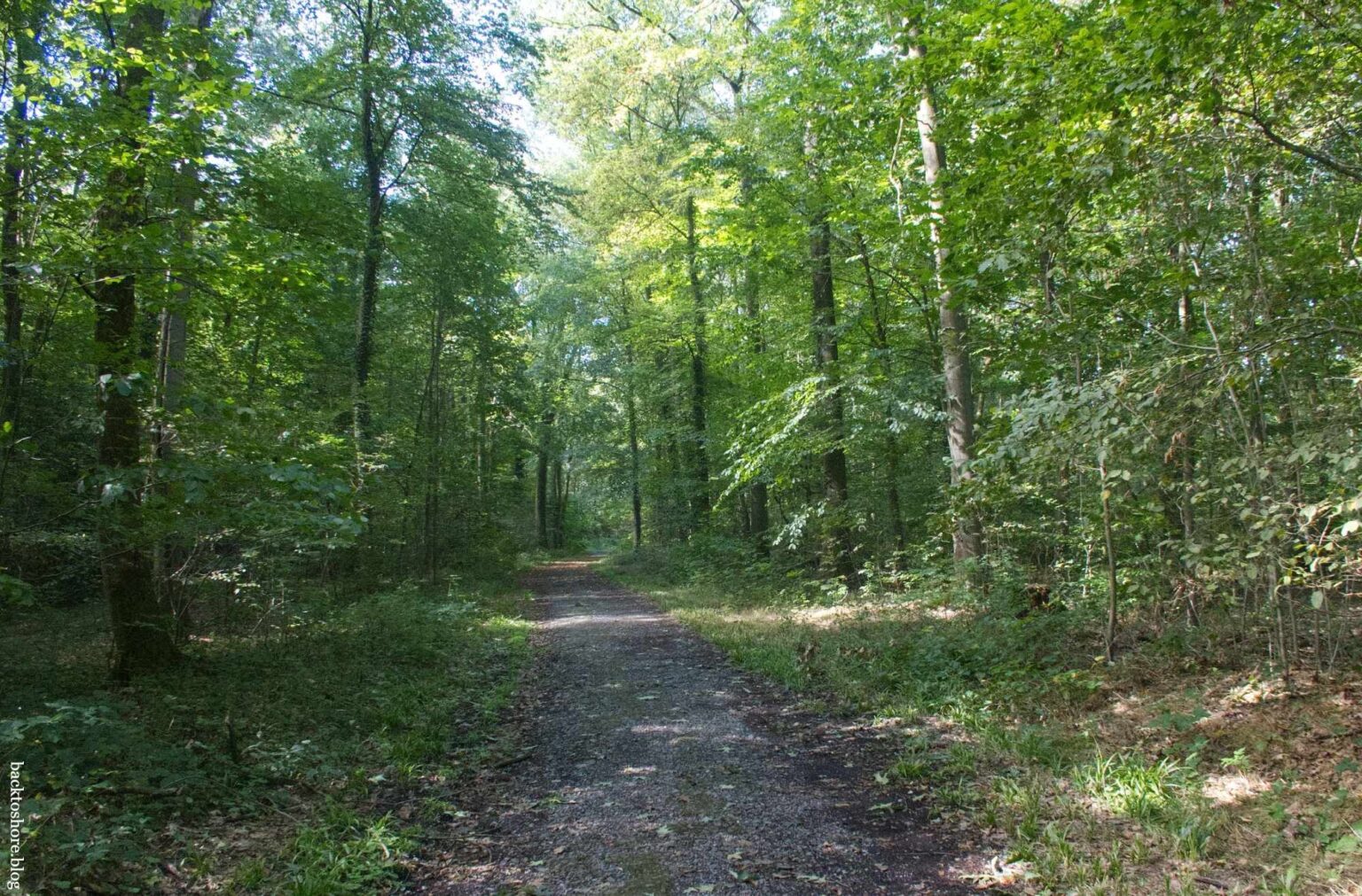path in the woods