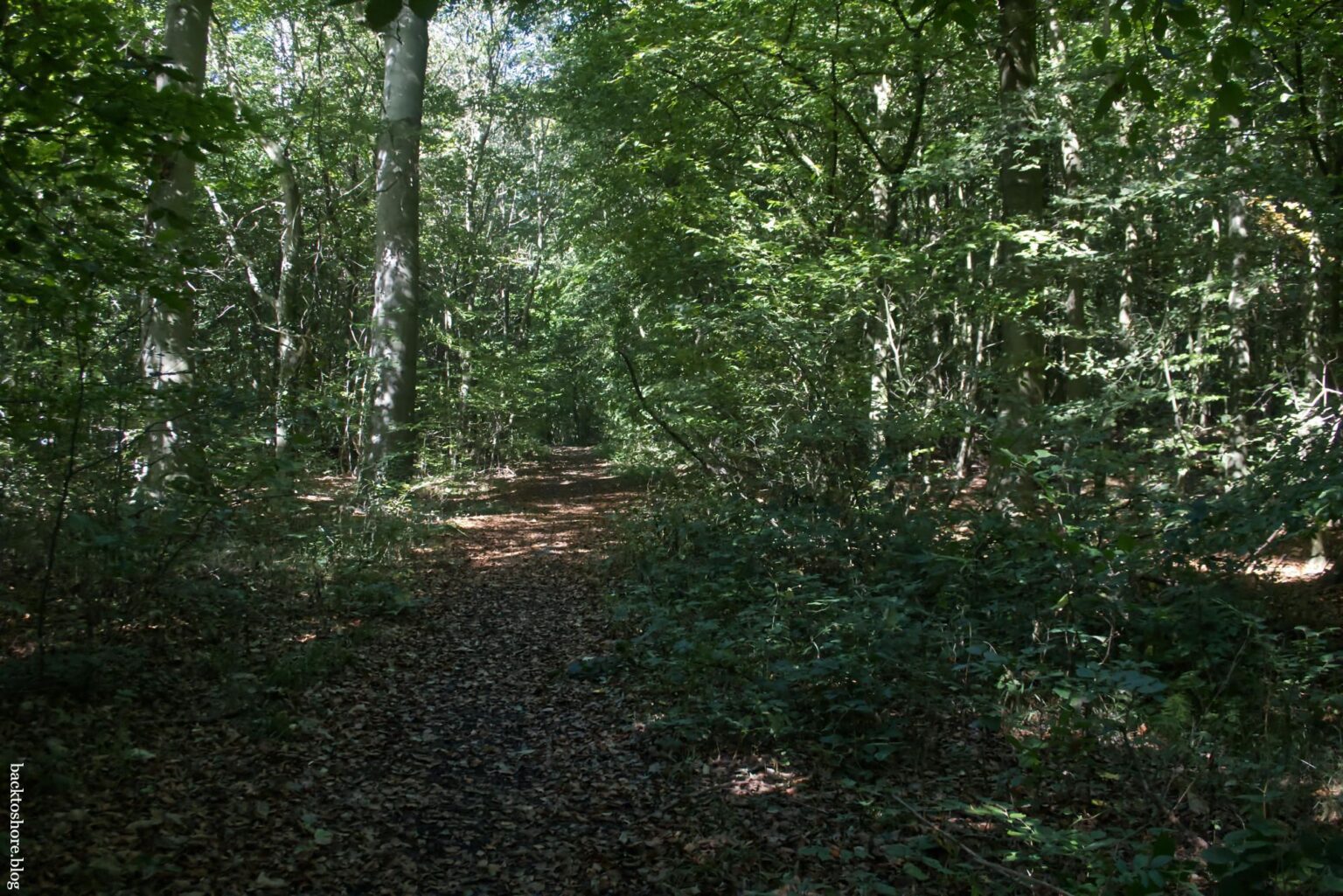 path in the woods