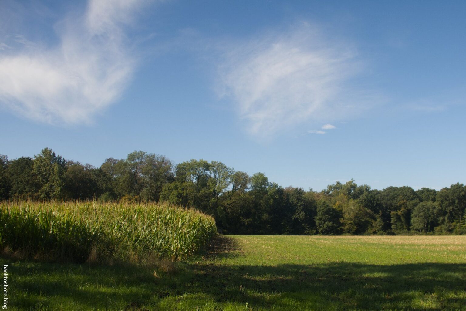 field and meadow