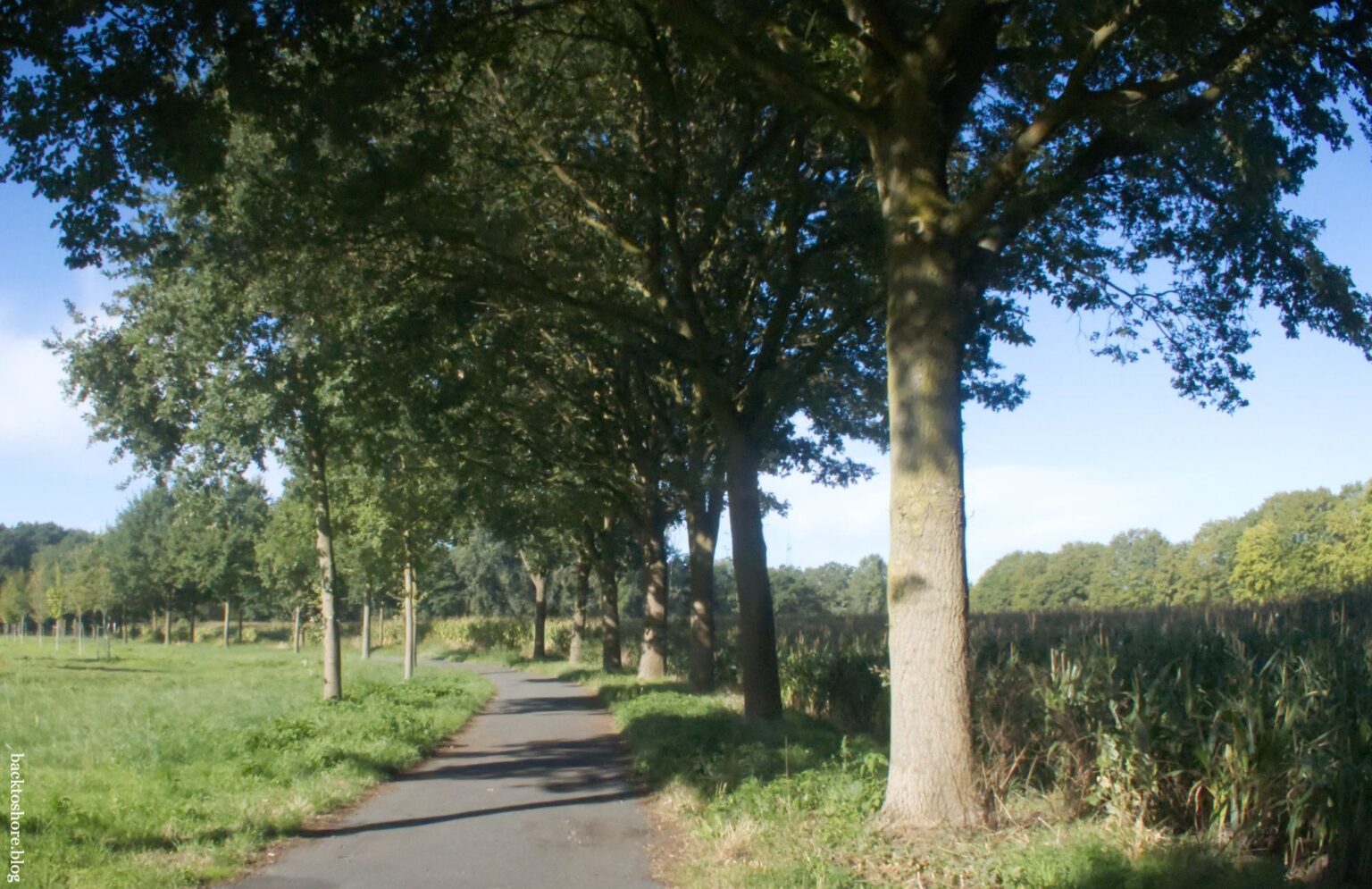 path lines with trees and fields