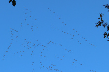 Crane migration 2021