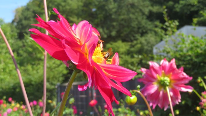 Flowers and bees, Sauerland Park, 2021