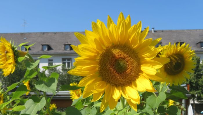 Sunflowers, Sauerland Park, 2021