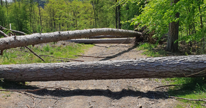 "Jump & Hike" in the forest