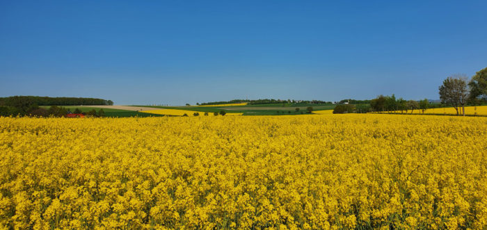 Rapeseed Field