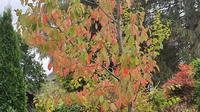 Foliage outside my window