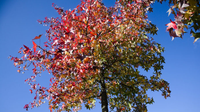 Leafy tree, most of it in beautiful red colour, a bit of green, in front of a clear blue sky