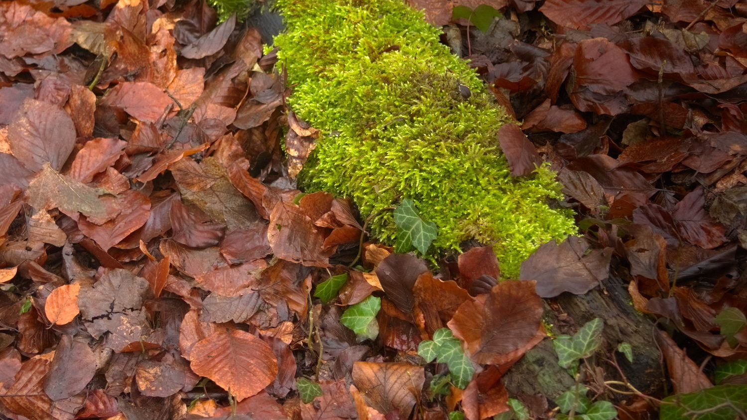 moss and leaves,