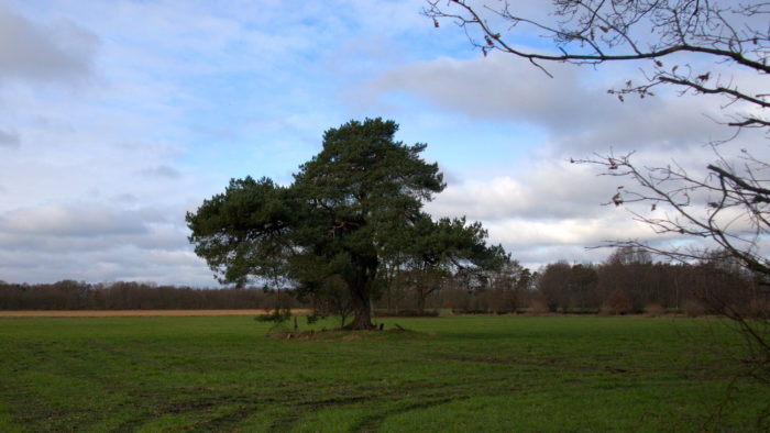 Tree standing alone on a field, blue sky with a few clouds