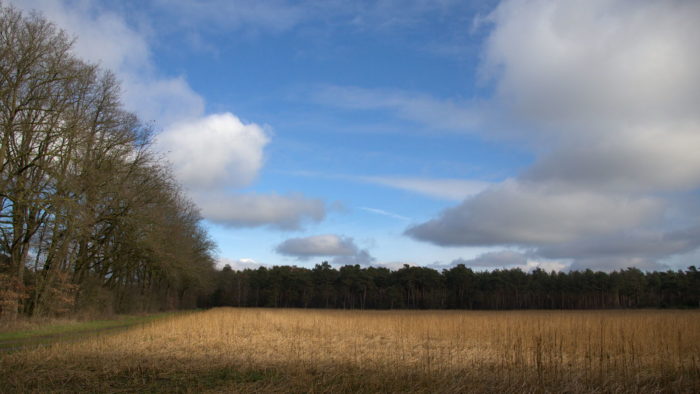 Open field, trees and sky