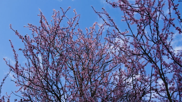 Spring Blossoms, March 2023
