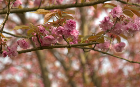 Cherry Blossom, April 2023