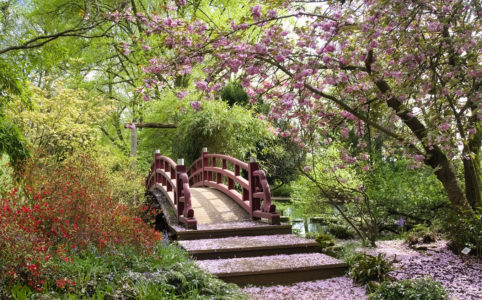 Cherry Blossom in front of a typical bridge in the Japanese Garden,