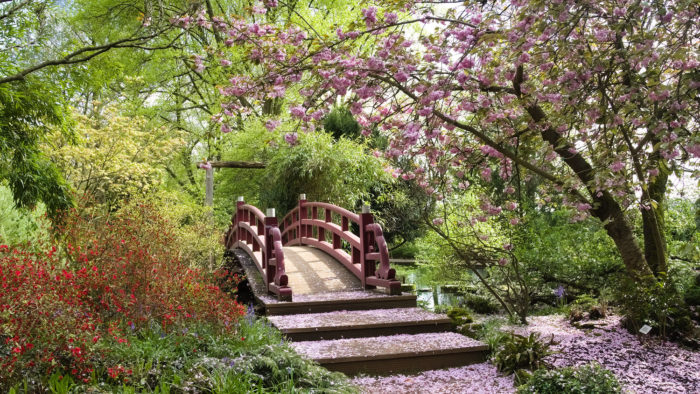 Cherry Blossom in front of a typical bridge in the Japanese Garden,