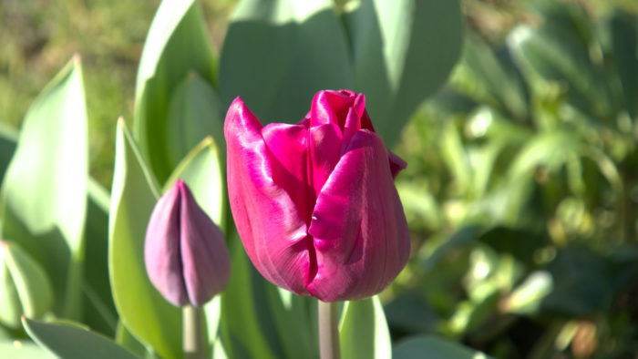 Pink tulip