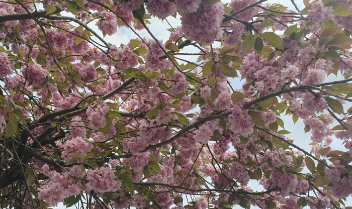 Cherry Blossom in my home town