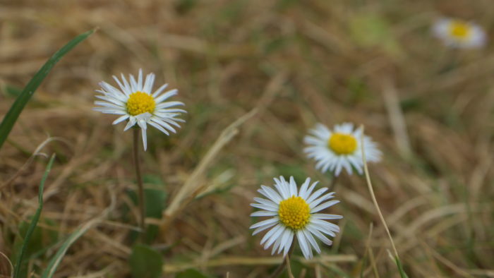 Macro shot of Daisies on a dried lawn, 