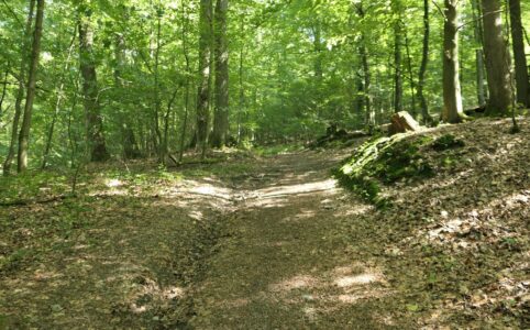The photo shows a path in the woods, slightly uphill. Trees on the left and right and in the back, sun filtering through the leaves