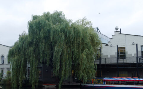 A photo of a willow at Regents Canal, a colourful boat at the pier, whitewashed buildings in the background