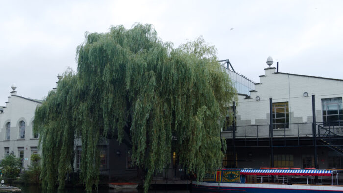 A photo of a willow at Regents Canal, a colourful boat at the pier, whitewashed buildings in the background