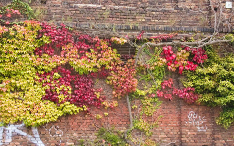 Photo of the brick wall of an old factory building. Parts are covered in green or red and coloured leaves