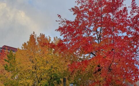 Photo of three trees in various shades of autumn foliage