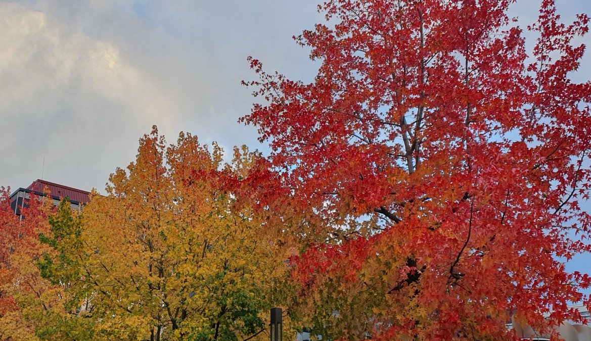 Photo of three trees in various shades of autumn foliage