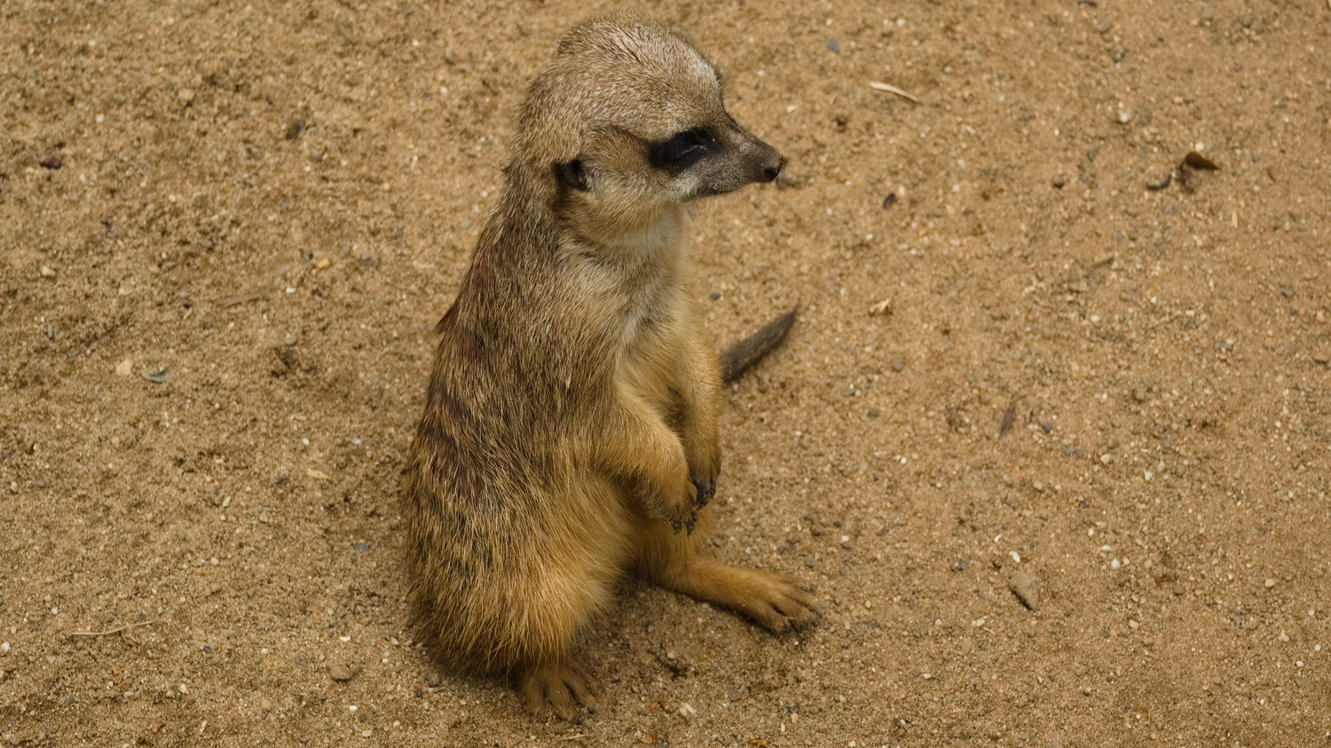 Attentive Meerkat at the zoo