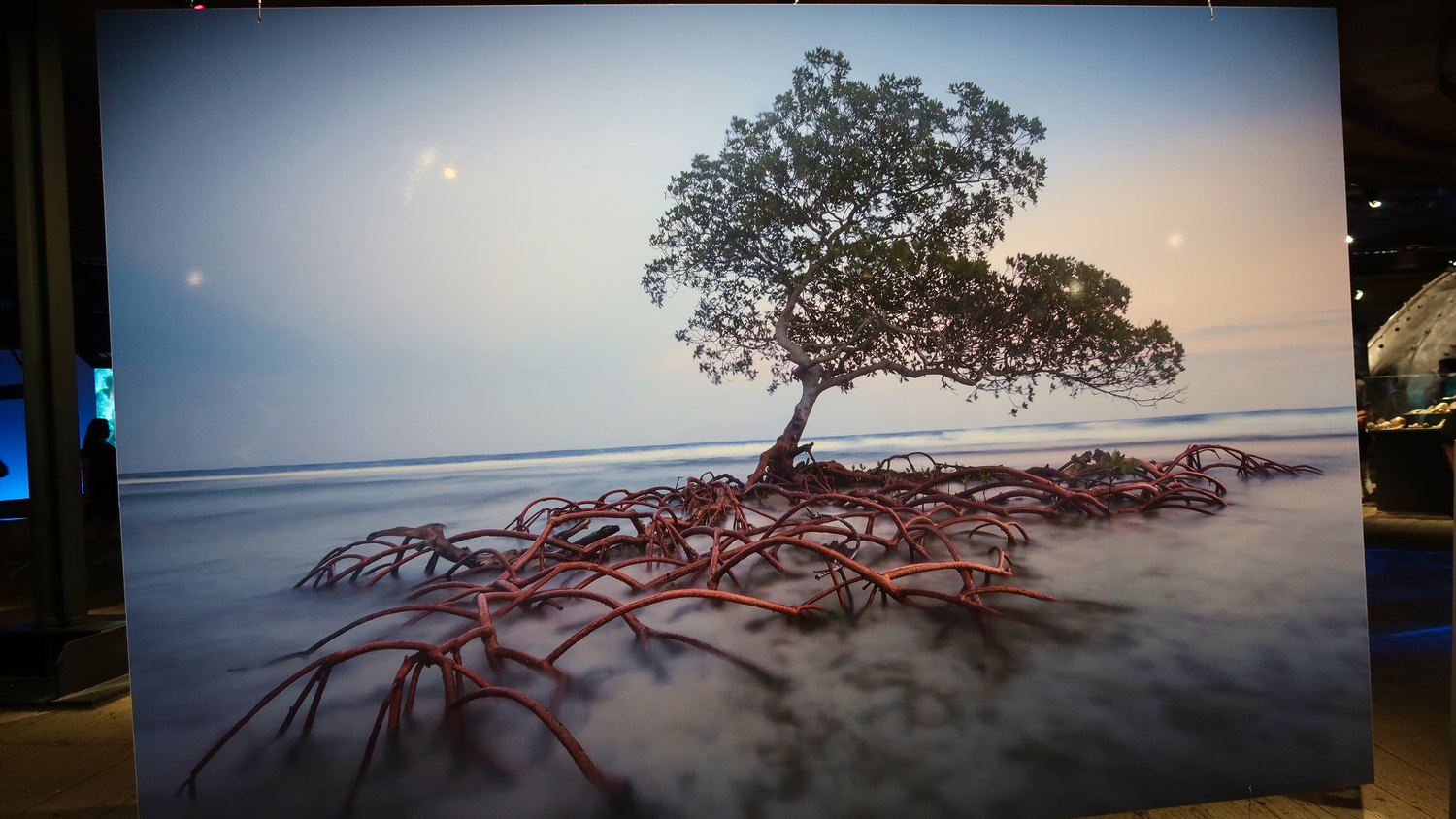 Photo of a large photo of mangrove by the sea, the roots are covered by fog