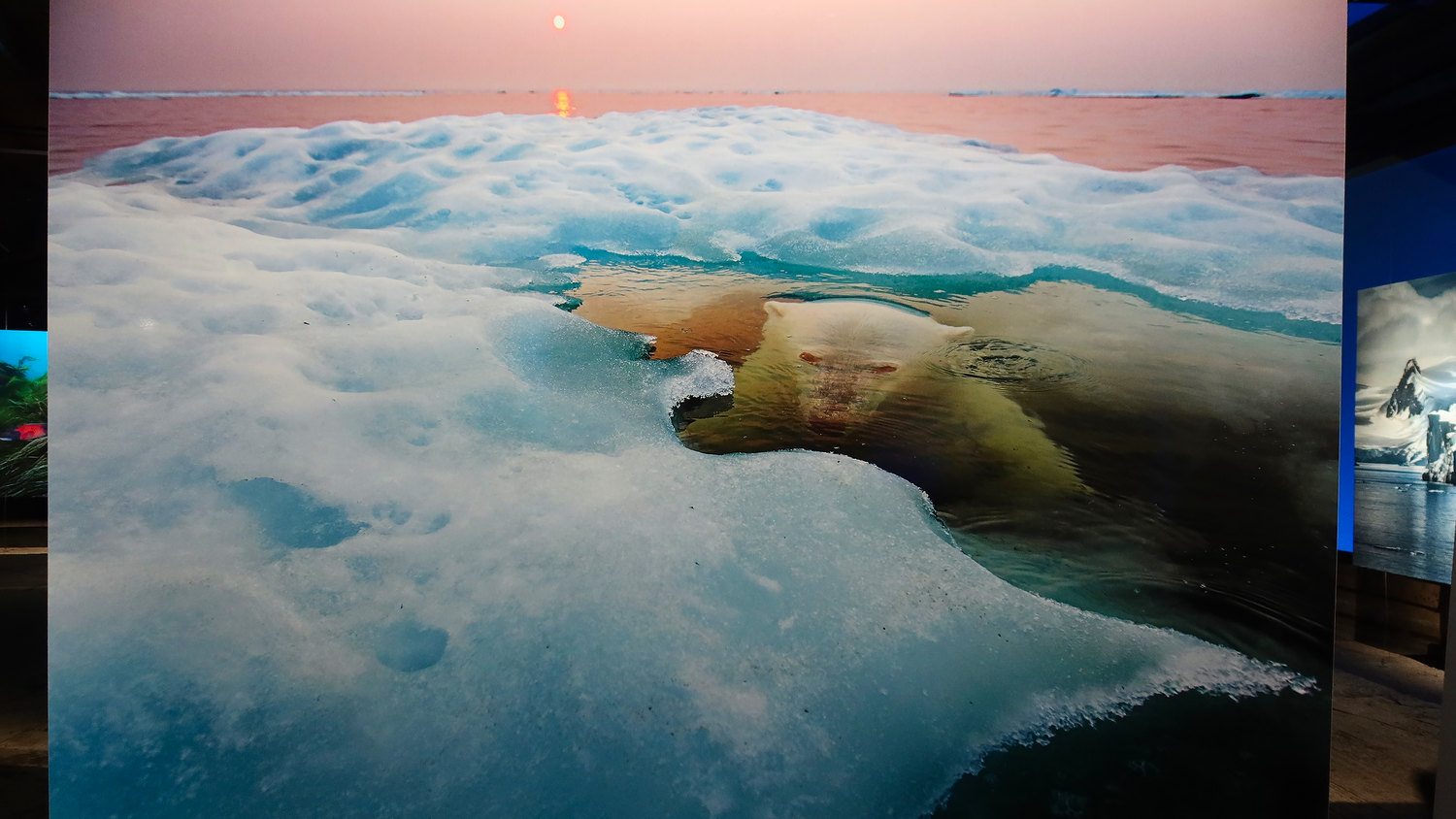 Photo of a large photo, a polar bear under water between some floating ice