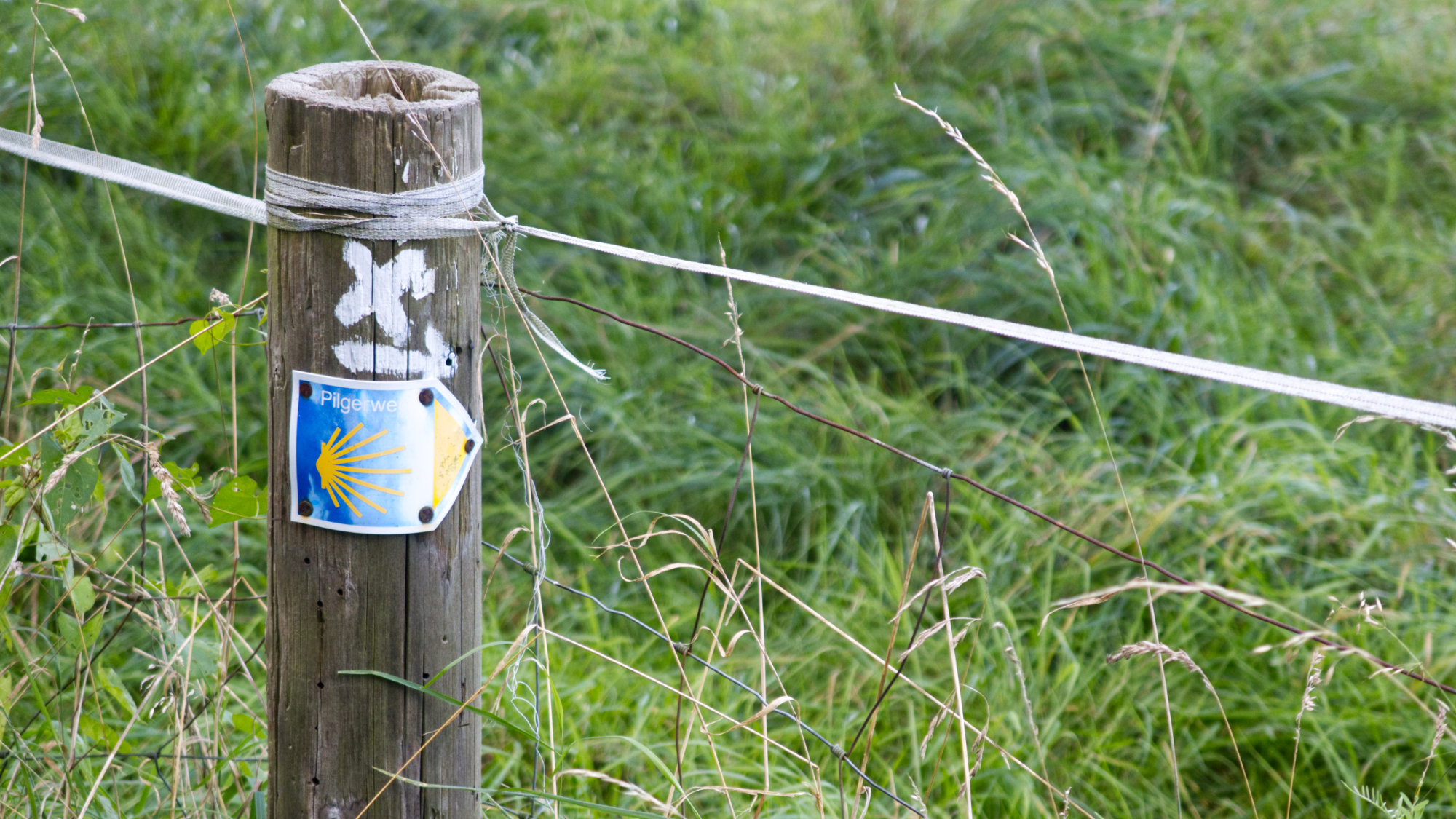 Pilgrim's Way Marker on a wooden post in front of a meadwo