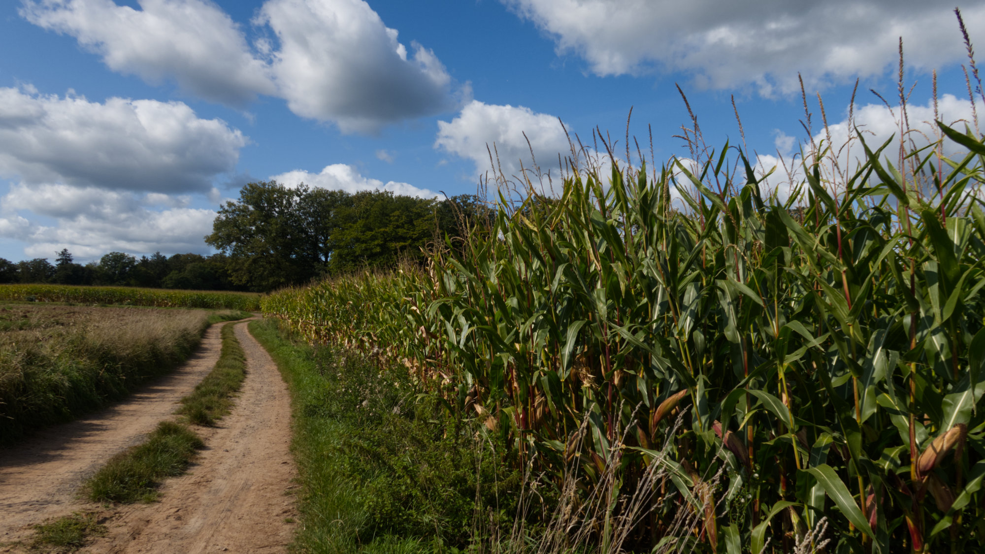 rural path along a field of corn, blue sky and clouds