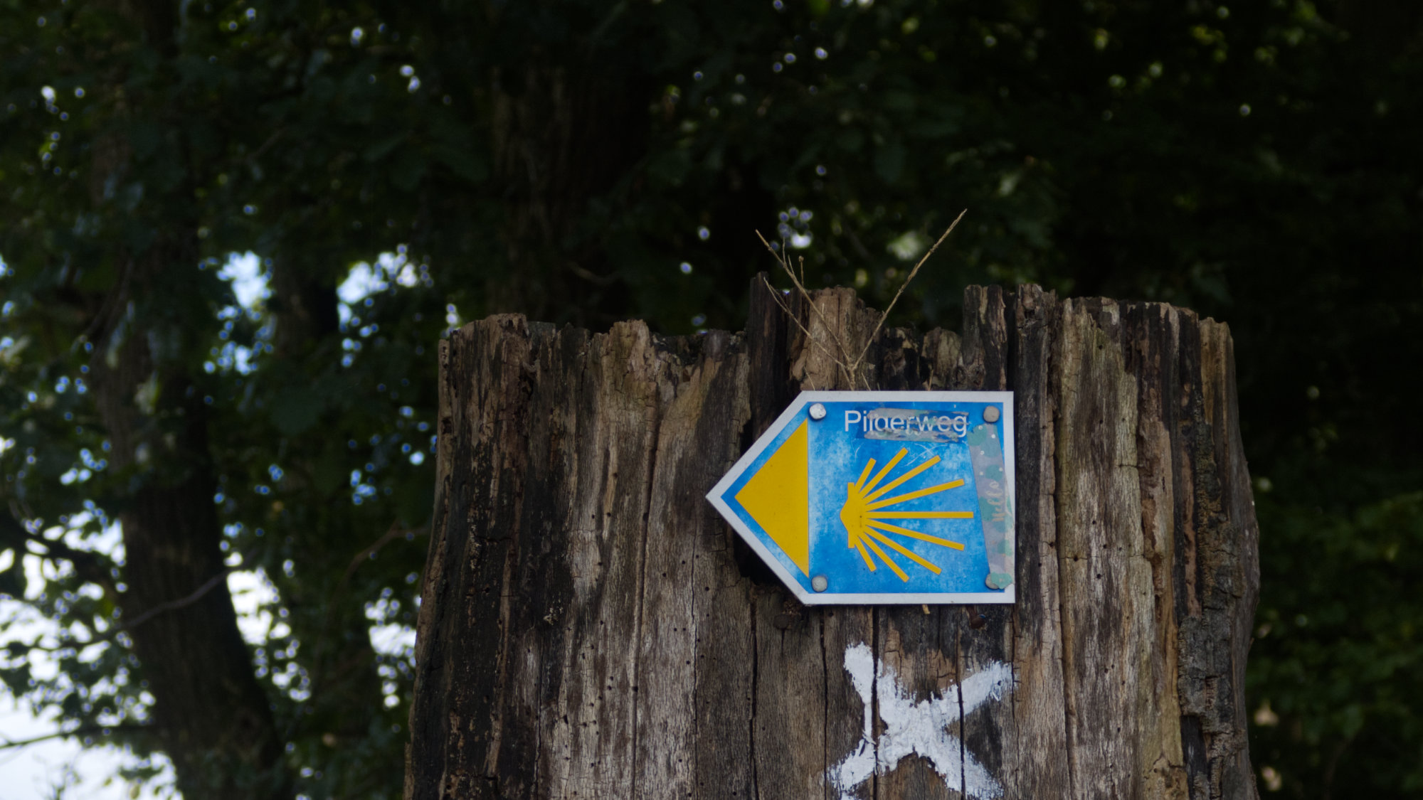 Another Pilgrim's Way Marker on a tree stump