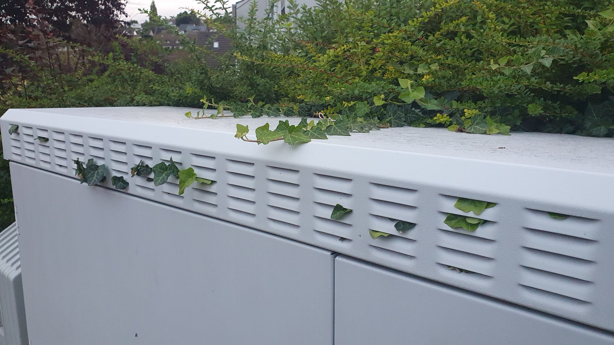 Ivy growing through a metal box