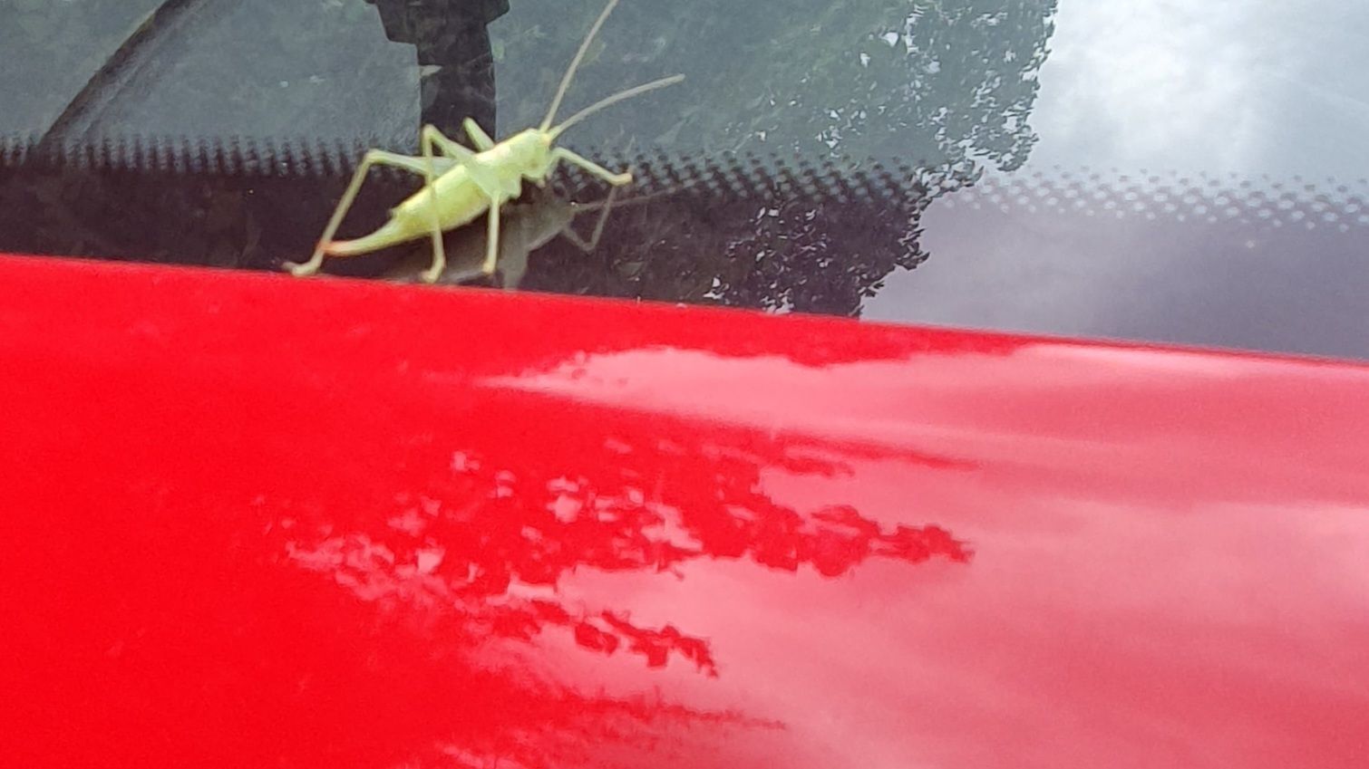 Grasshopper on a windscreen