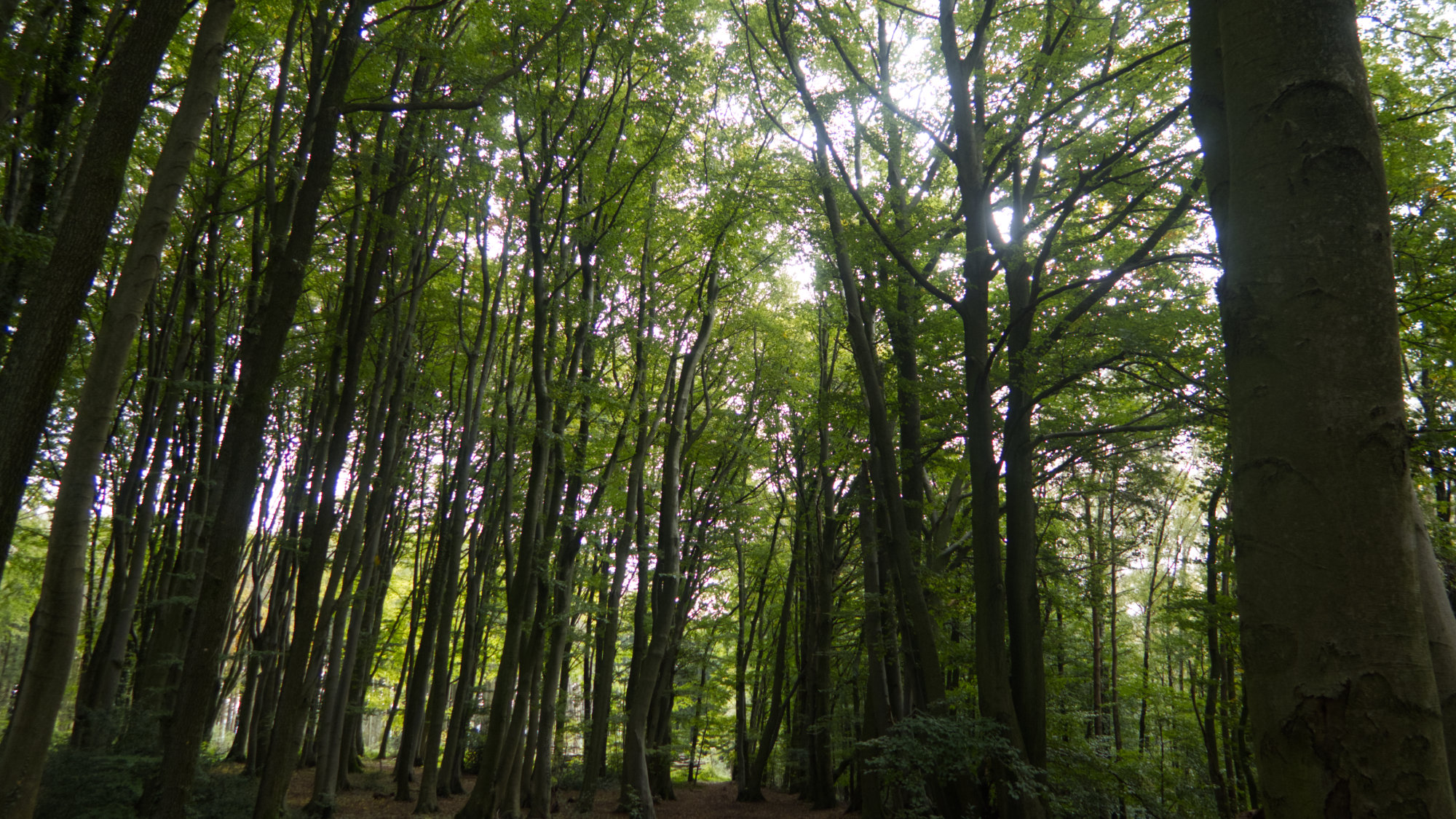 Lots of large trees, light filtering through