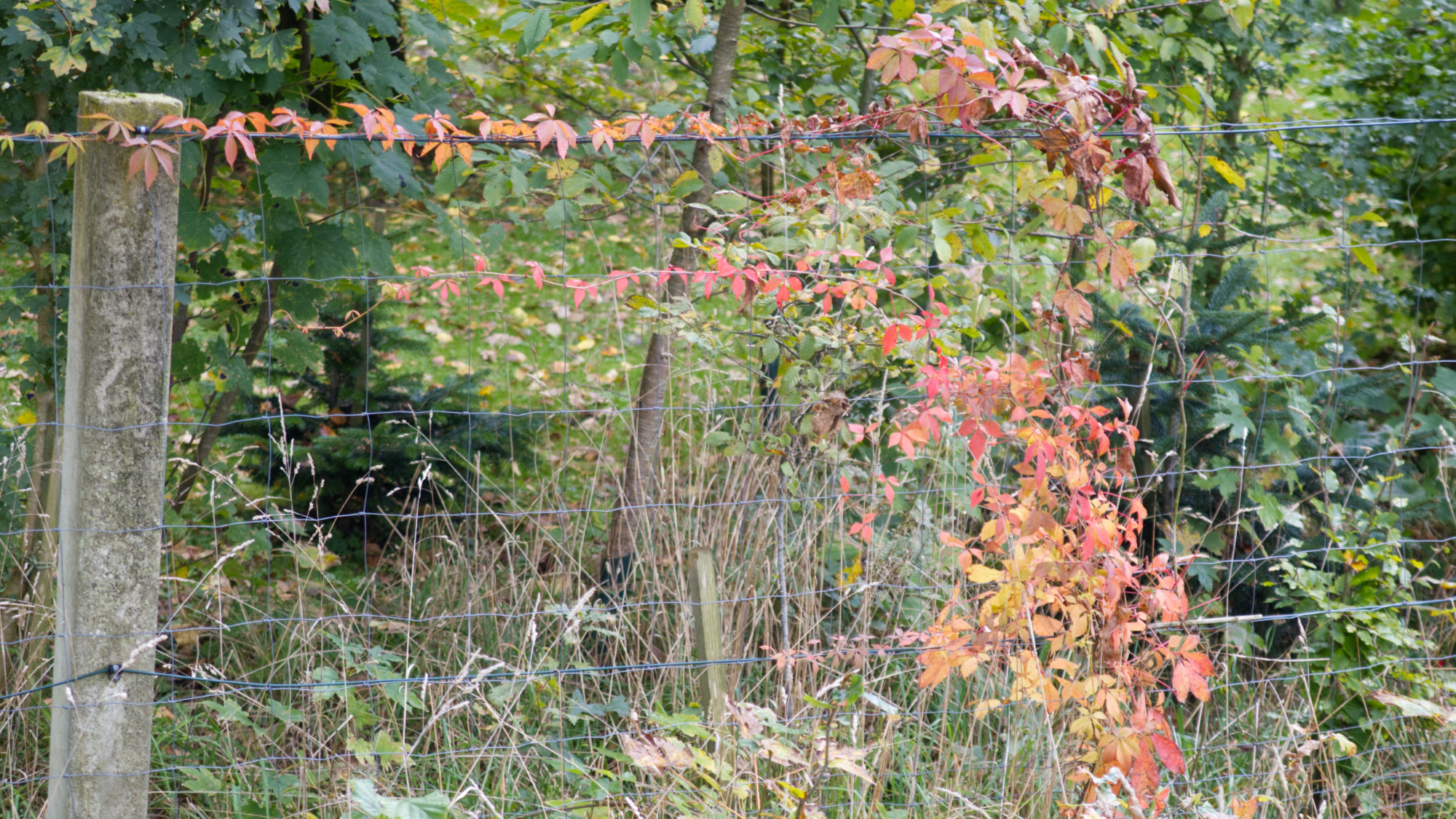 some creeper plant, autumn foliage on a wire fence