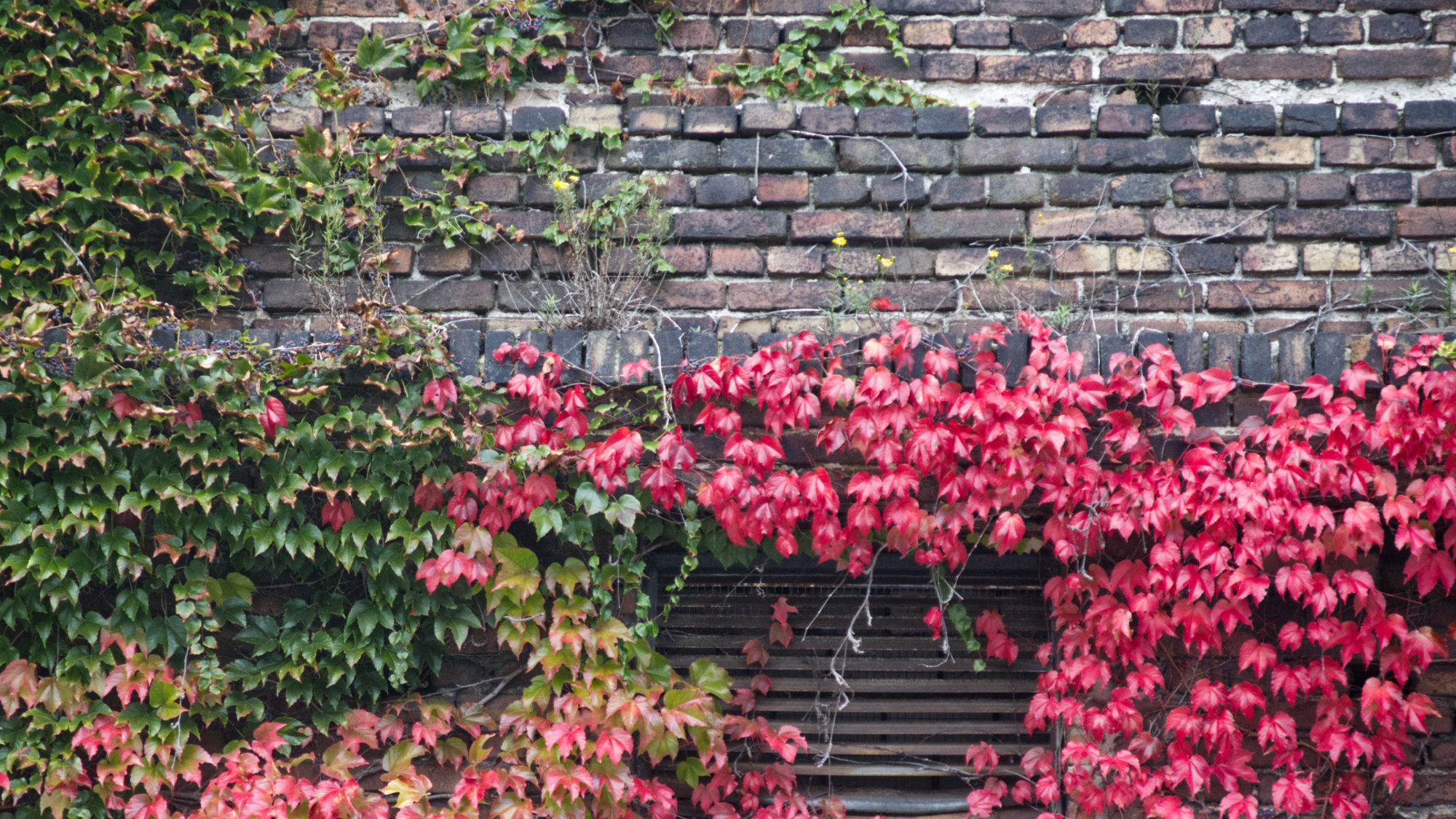 red leaves on a brick building