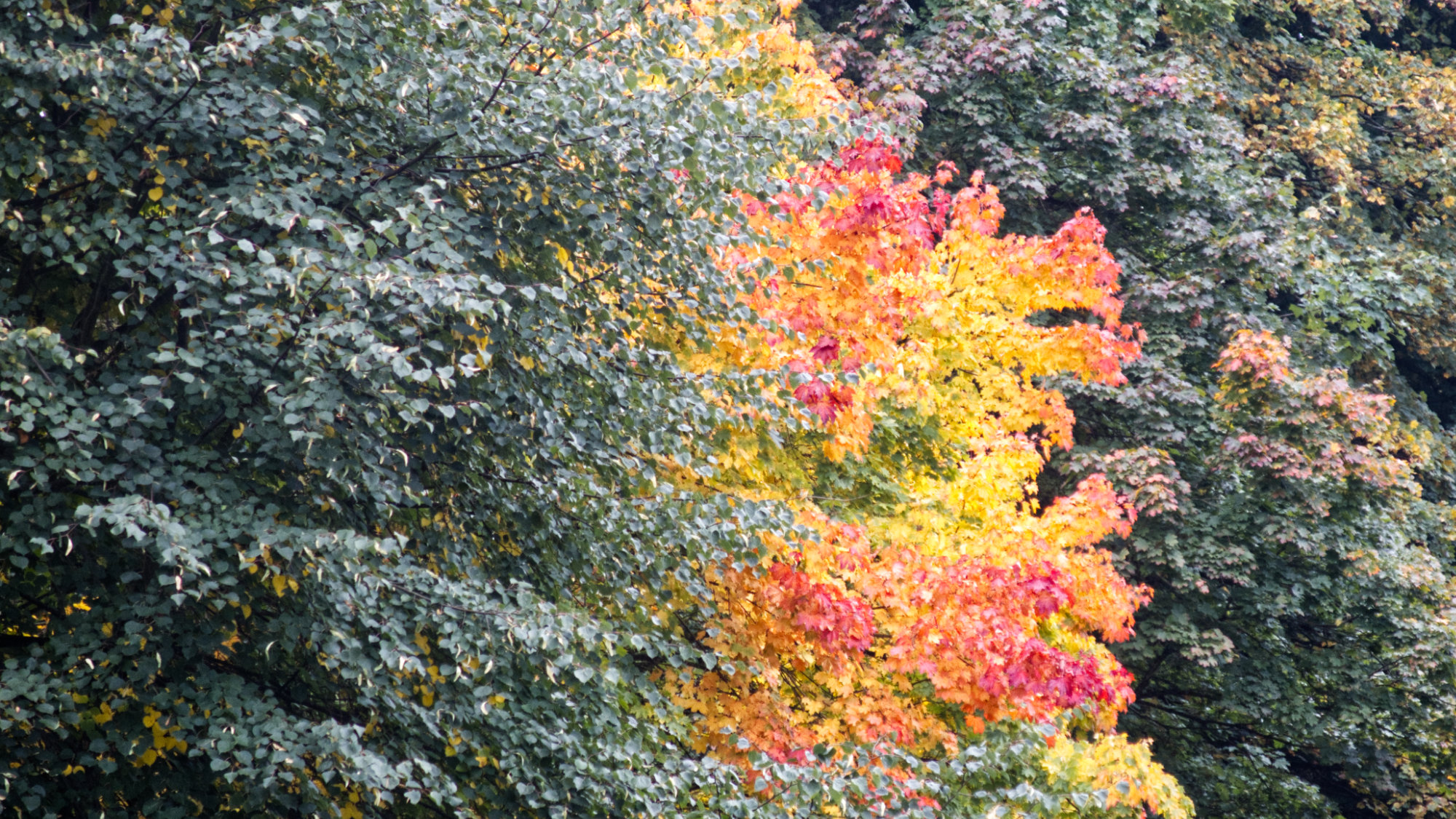green and read and yellow leaves on trees