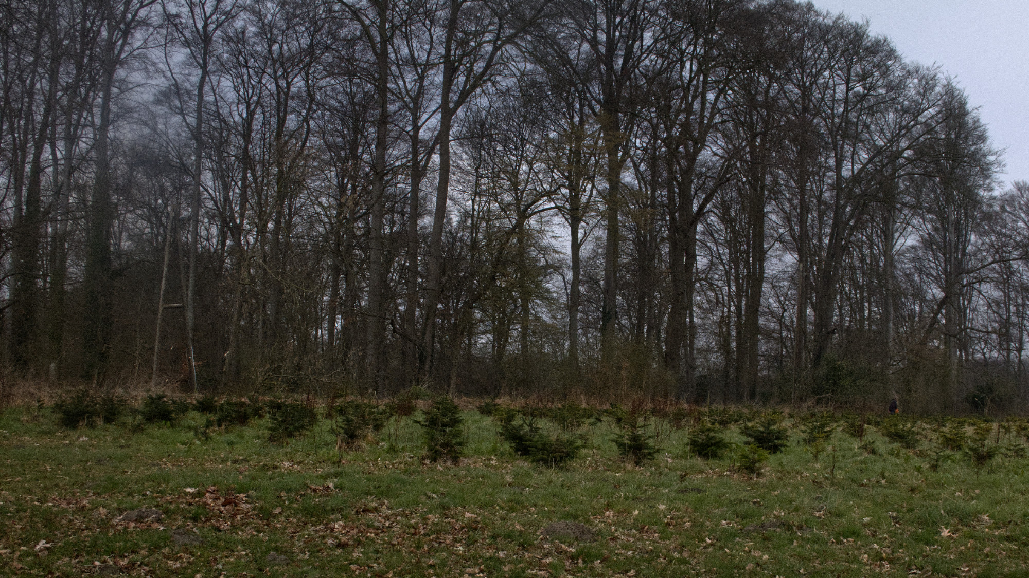 Baby Christmas Trees