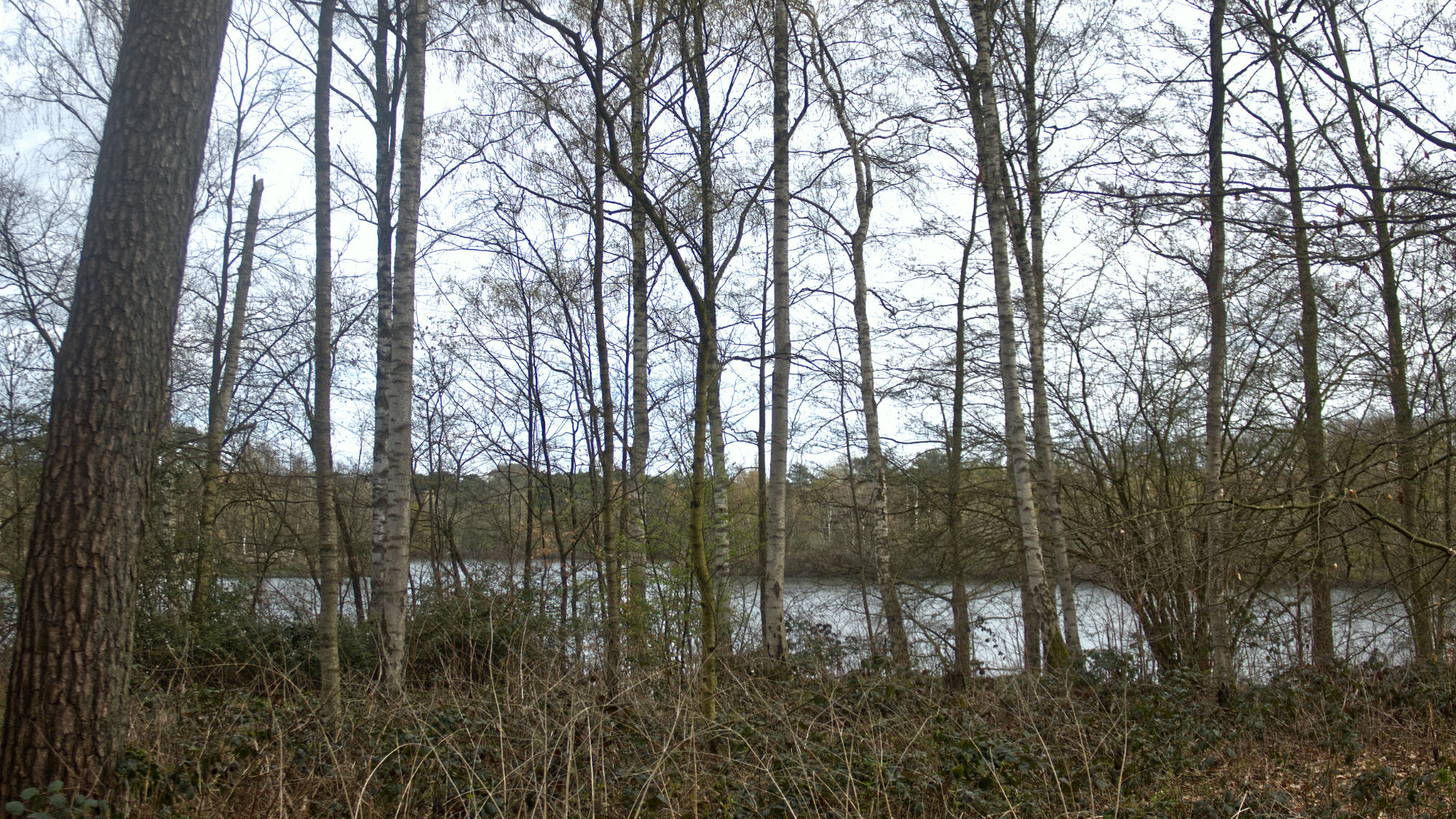 Lake behind the beech trees