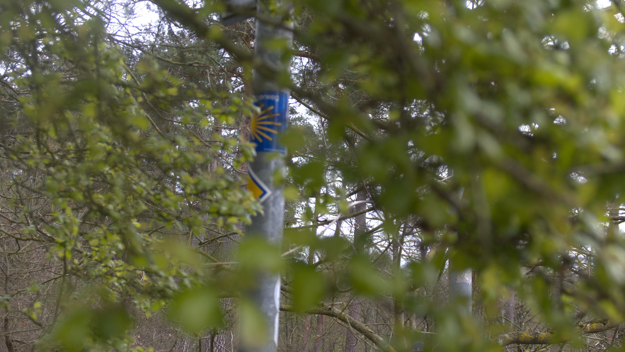 Waymarker hidden behind a tree